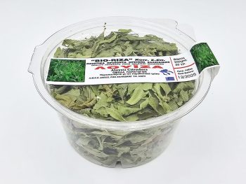 Verbena odorosa